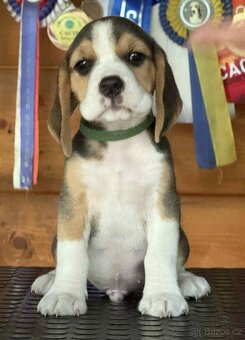Bigel, bigl, beagle s PP - 4