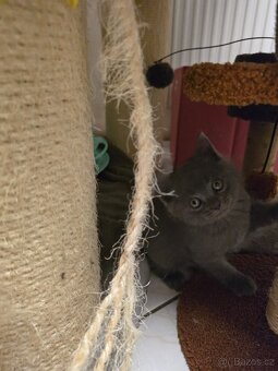 britská modrá kotatka - 4