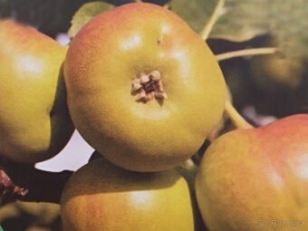 Koupím Hruškojeřáb ouškatý, stromek/sazenici/ plody - 4