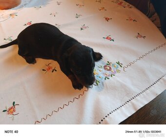 Trpasličí jezevčík štěňata - 4