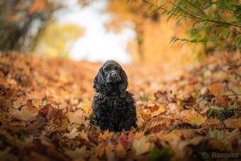 Americký kokršpaněl s PP - 4