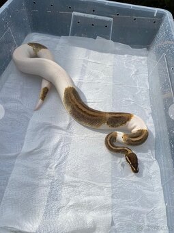 Krajta královská - DOSPĚLÝ PÁR / Každoročně odchov - 4