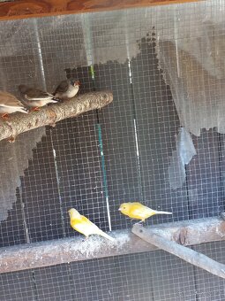 Kanáři, zebřičky - 4