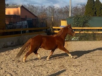 Perspektivní tříletý valach - 4