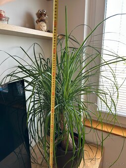 Pokojová rostlina "Sloní noha" - 4