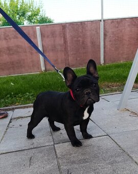 Francúzsky buldoček s PP/French bulldog - 4