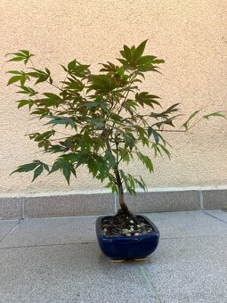 Bonsai, Bonsaj, japonský javor, skalky - 4