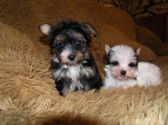 Štěňátka Biewer Yorkshire Terrier - 2 fenečky - 4