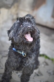 Blackie - kříženec, hodný, mazlivý, cca 4 roky - 4