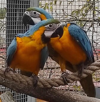 Ara ararauna - prodej - 4