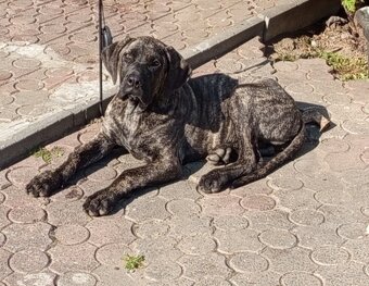 Německá doga X Cane Corso - 4