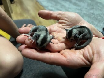 Vakoveverka 🐿️ Létavá - 4