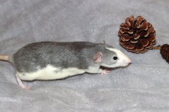 Vymazlená samička potkan DUMBO - 4