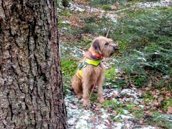 Štýrský brakýř - 4