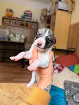 Whippet s PP - rezervace štěňat - 4