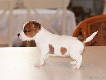 Jack Russell teriér s PP - Duffy - 4