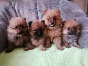 Oranžový špic-pomeranian - 4