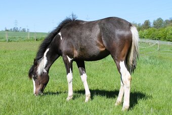DOUBLE Homozygot Paint Horse APH - 4
