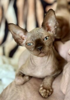 Kočička Sphynx - 4