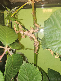 Pakobylky/strašilky-Strašilka australská-Extatosoma tiaratum - 4