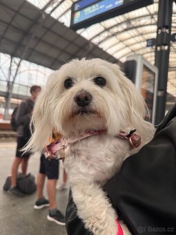 Krytí fenky Maltézský psík - 4