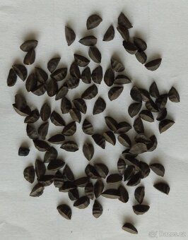 Asphodeline liburnica 100 semen 50 Kč - 4