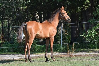 2 letá klisna Lusitano x P.r.e - 4