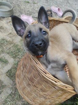 Štěňata - Belgický ovčák malinois - 4