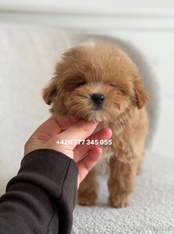 Maltipoo F1 Caramel | Lina - 4