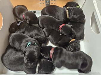 Labradorský retrívr s PP FCI - 4