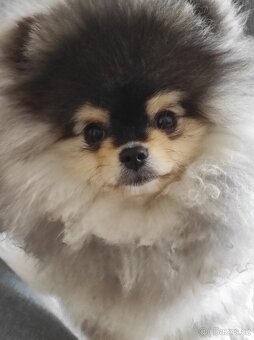 Pomeranian štěně - 4