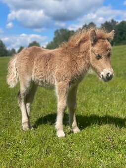 Shetland pony klisna s Pp - 4