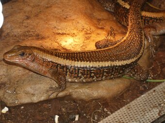 Ještěrkovec scinkovitý (Zoonosaurus laticaudatus) - 4