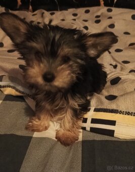 Jorkšírský teriér bez pp - 4
