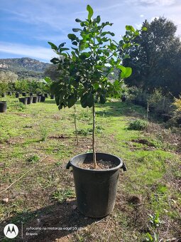 Citrusy v květináči, pomeranče, citróny, mandarinky - 4
