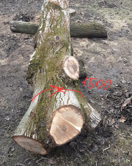 Prodej kmene ořešáku 1 - 4