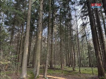 Prodej lesa, 7067 m², Doňov - 4
