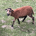 Kamerunská ovečka - 4