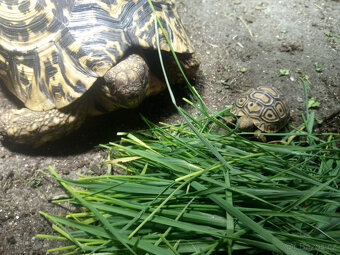 Želva pardálí ( stigmochelys pardalis babcocki ) - 4