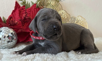 Německá doga modrá  - 4