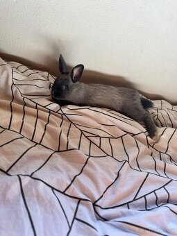 Zakrslý králík - 4