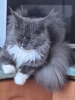 Mainská mývalí - 4