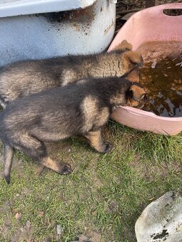 Německý ovčák - 4