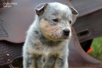 Austrálsky honacky pes ACD CATTLE DOG - 4