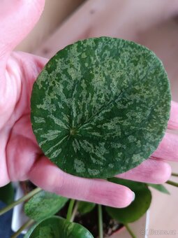 Pilea Mojito - 4