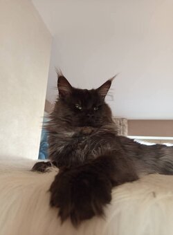 Mainské mývalí koťátko. MCO s pp - 4