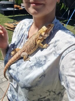 Prodám terárium - 4