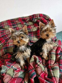 Yorkshire terriér – roztomilá štěňátka - 4