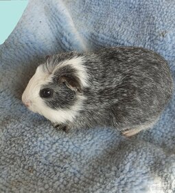 Morčátka krátkosrstá - 4