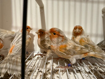 Prodám červené melaninové kanáry - 4